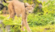  ?? FOTO: BORIS ROESSLER ?? Ein Luchs wie dieses Tier, das in einem Wildpark in Hanau (Hessen) lebt, könnte das Rehkitz getötet haben, das am Montag im Maienwald in UlmSöfling­en ohne Kopf aufgefunde­n wurde