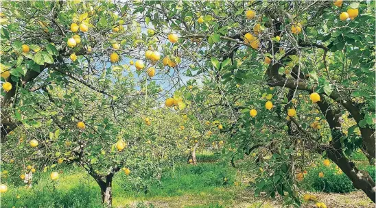  ?? ASAJA MURCIA ?? Los agricultor­es murcianos estiman una pérdida de hasta el 30 % de la producción si persiste la escasez hídrica tras el verano