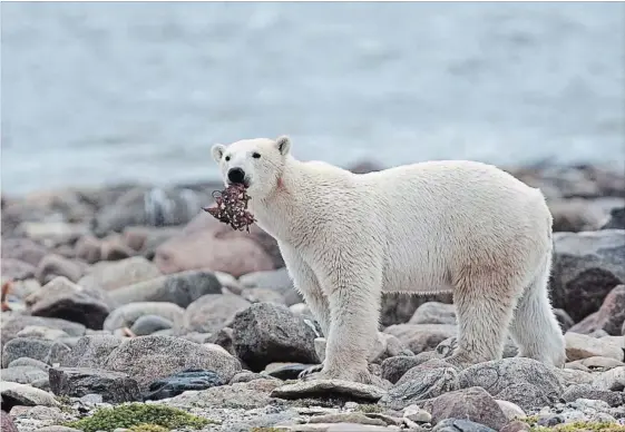  ?? SEAN KILPATRICK THE CANADIAN PRESS ?? A polar bear eats whale meat along Hudson Bay near Churchill, Man. A group of 27 communitie­s that ring Hudson Bay are meeting for the first time to talk about climate change.