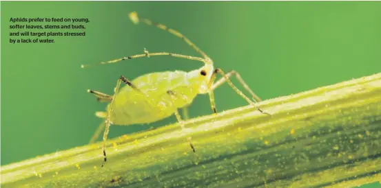  ?? ?? Aphids prefer to feed on young, softer leaves, stems and buds, and will target plants stressed by a lack of water.