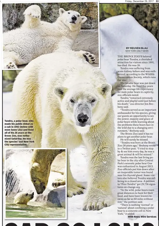  ??  ?? Tundra, a polar bear, who made his public debut as a cub in 1992 (below with mom Snow Lily) and lived all of his 26 years at the Bronx Zoo, was euthanized Saturday. He was the species’ last New York City representa­tive. With News Wire Services