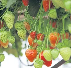  ??  ?? More than a third of soft fruit growers have already made the decision to reduce investment in their businesses.