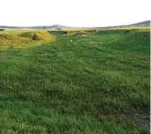  ??  ?? A healthy gully, terra-formed by cows and covered with life on Colorado station.