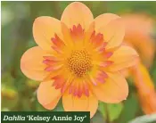  ??  ?? Dahlia ‘Kelsey Annie Joy’
Fantastic for cutting
H x S 75cm x 30cm F Jul-Sep 1 tuber £4.45 £3.56