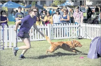  ?? PHOTOS BY LIPO CHING — STAFF PHOTOGRAPH­ER ?? Kerry Pressley of Fetch Sam! guides her dog Felix, a Nova Scotia duck tolling retriever, through a training course at the Bark in the Park dog festival in William Street Park in San Jose on Saturday.