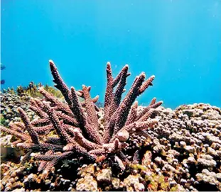  ?? ?? Among the projects the Tourism Ministry will be launching is a programme to protect Lanka's coral reefs