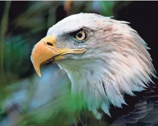  ?? BRENDAN SMIALOWSKI/AFP/GETTY IMAGES ?? Environmen­talists fear Endangered Species Act changes might harm such species as the bald eagle.