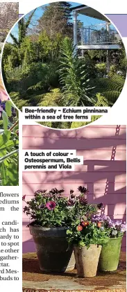  ??  ?? Bee-friendly – Echium pinninana within a sea of tree ferns
A touch of colour – Osteosperm­um, Bellis perennis and Viola