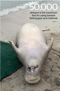  ??  ?? One of the dead dugongs found on the Saadiyat Public Beach.Abu Dhabi is home to the world’s second largest population of dugongs.