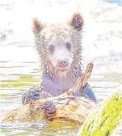  ??  ?? A bear cub cools off in a pond in the bear enclosure at Stockholm Zoo Skansen as the temperatur­e passed 30 degrees Celsius.