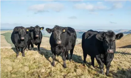  ?? Photograph: Jennifer MacKenzie/Alamy ?? Cows on farms could soon carry around a smart device powered by kinetic energy to record signs of health and breeding productivi­ty.