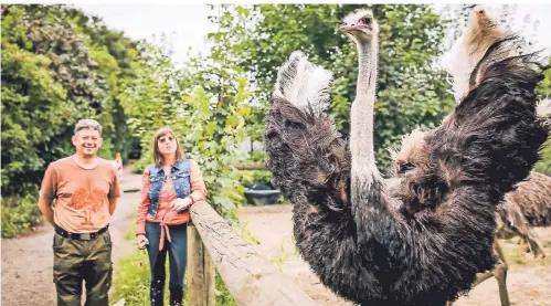  ?? RP-FOTO: ANNE ORTHEN ?? Ralf Kieselbach und seine Frau Anja halten Strauße auf einer kleinen Farm in Vennhausen.