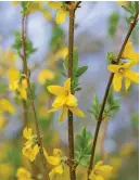  ?? ?? Forsythia x intermedia ‘Lynwood Variety’ will brighten up February