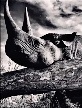  ??  ?? TRANQUILLI­SED: The rhino snapped by the prince during a trip to Botswana