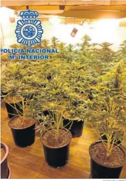  ?? DIARIO DE ALMERÍA ?? Imagen de parte del cultivo encontrado.