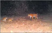  ?? HT ARCHIVE ?? Tigress Avni along with her cubs before she was killed in Yavatmal on November 2, 2018.