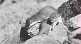  ?? ?? “Stoats and weasels have a very acute sense of smell, but are handicappe­d by very poor eyesight”