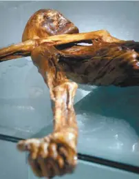  ?? ANDREA SOLERO AGENCE FRANCE-PRESSE ?? Le cadavre, découvert dans les Alpes italiennes en 1991, est maintenant exposé au Musée d’archéologi­e du Sud-Tyrol, à Bolzano.