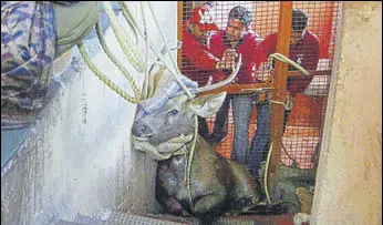  ?? PTI ?? Members of wildlife wing of the forest department rescue the sambar trapped inside the toilet of a school in Shimla.