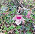  ?? ?? i ‘I am never happier than when on safari’: Kay in the Sabi Sands
Petal power: local herbs make a natural shampoo