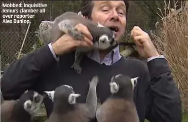  ??  ?? Mobbed: Inquisitiv­e lemurs clamber all over reporter Alex Dunlop