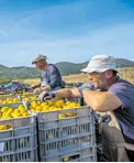  ?? ?? LANI JE U NERETVANSK­OM KRAJU iz voćnjaka i otkupnih stanica, prema procjenama, bačeno najmanje 400 šlepera zaraženih i trulih mandarina