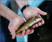  ?? PHOTO BY NICOLE NERI/CRONKITE NEWS ?? KRIS STAHR WITH THE Arizona Game and Fish Department shows a young roundtail chub at Bubbling Ponds Fish Hatchery in Cornville. Some chub stay small because they are raised in a smaller tank and are used for educationa­l purposes.