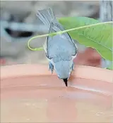  ??  ?? This White-breasted Nuthatch grabs a drink of water from the terracotta saucer bird bath.