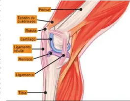  ??  ?? >La condromala­cia rotuliana es perfectame­nte compatible con el MTB, pero tomando algunas medidas saludables para tus articulaci­ones..