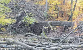  ?? FOTO: MEMU ?? Nach einem Alt- und Totholzkon­zept bleibt der Wald sich selbst überlassen.