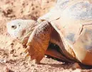  ?? JOURNAL PHOTO ?? A Bolson tortoise at the Living Desert Zoo and Gardens in Carlsbad. Work on the Armendaris Ranch and at the zoo has resulted in hundreds of tortoises being hatched.