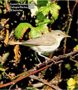  ??  ?? Eastern Olivaceous Warbler, Farlington Marshes, Hants, 18 September