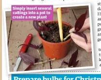  ??  ?? Simply insert several cu ings into a pot to create a new plant
