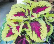  ??  ?? For containers in lightly shaded areas, coleus can make quite a splash.