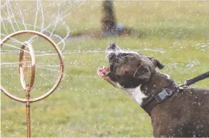  ?? STAFF PHOTO BY DOUG STRICKLAND ?? As part of today’s ice cream social at McKamey Animal Center, a doggie splash park will be set up in front of the center with water features for doggie play.