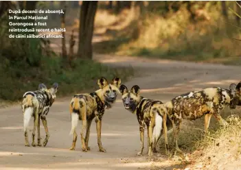  ??  ?? După decenii de absență, în Parcul Național Gorongosa a fost reintrodus­ă recent o haită de câini sălbatici africani.