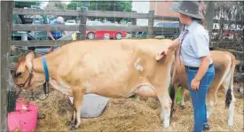  ??  ?? Sarah Thomas grooming a jersey cow in preparatio­n for judging at Saturday’s Kaitaia A&amp;P show.
