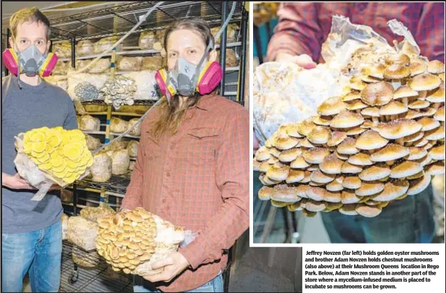  ??  ?? Jeffrey Novzen (far left) holds golden oyster mushrooms and brother Adam Novzen holds chestnut mushrooms (also above) at their Mushroom Queens location in Rego Park. Below, Adam Novzen stands in another part of the store where a mycelium-infused medium is placed to incubate so mushrooms can be grown.