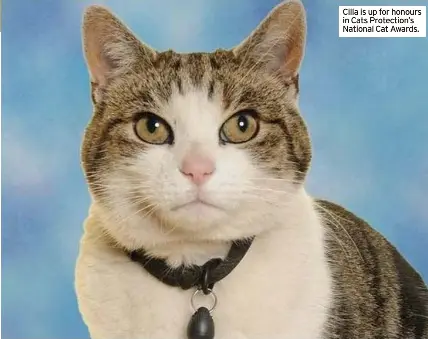 Accolade for school cat that’s a real pal to pupils - PressReader