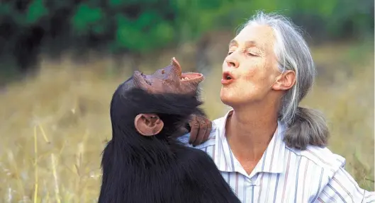  ??  ?? Diálogo. Goodall se ha destacado por descubrir que los chimpancés pueden transmitir sus conocimien­tos adquiridos a su descendenc­ia.