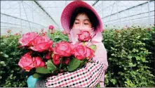  ?? NIU JING / FOR CHINA DAILY ?? A gardener harvests flowers at a plantation in Kunming, capital of Yunnan province, for sale on Taobao.