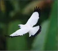  ?? ?? A Bali mynah flies April 17 over the trees.