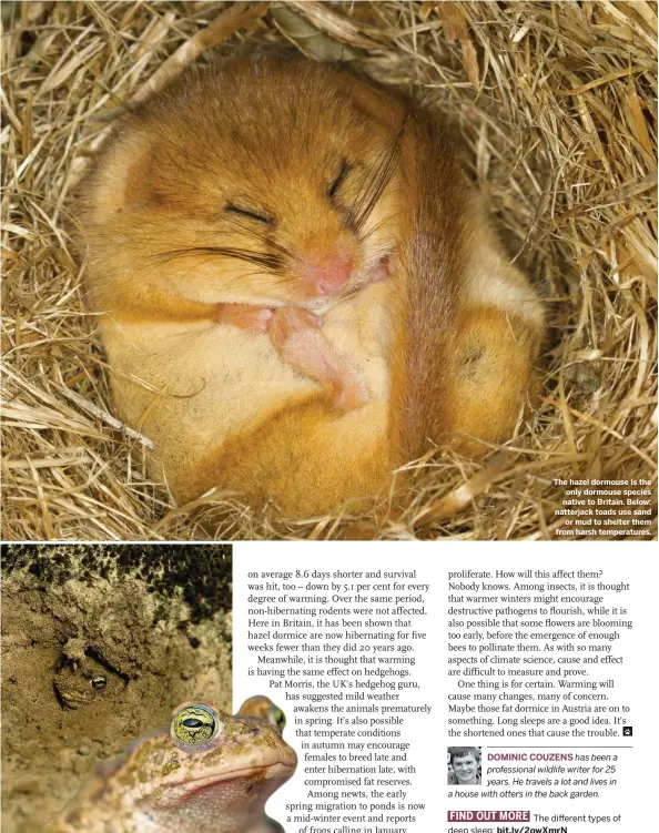  ??  ?? The hazel dormouse is the only dormouse species native to Britain. Below: natterjack toads use sand or mud to shelter them from harsh temperatur­es.