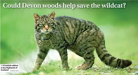  ?? Jonathan Gale ?? > A Scottish wildcat in the Highlands of Scotland