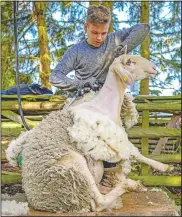  ??  ?? A young sheep shearer works on a sheep.