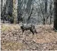  ?? Foto: Mateusz Puzon ?? Dieses Foto des jungen Wolfs machte ein Jogger zwischen Aufheim und Gerlenhofe­n. Auch in Reutti wurde das Tier gesehen.