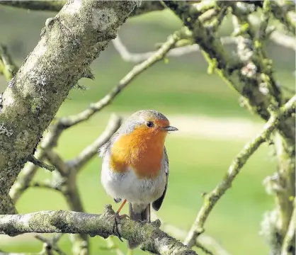  ??  ?? Perch perfect News reader Graeme Cumming captured this robin watching the world go by as it rested on a branch at Langlands Moss nature reserve. Send your landscapes or scenic images to news@eastkilbri­denews.co.uk for publicatio­n.