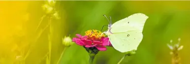  ?? FOTO: FELIX KÄSTLE/DPA ?? Zitronenfa­lter: Diese Schmetterl­inge zeigen sich jedes Jahr relativ früh.