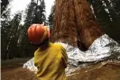  ?? Patrick T Fallon/AFP/Getty Images ?? Christy Brigham of the US National Park Service looks up before unwrapping the General Sherman giant sequoia tree during the KNP Complex fire last month. Photograph: