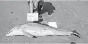  ?? Louisiana Department of Wildlife and Fisheries ?? Researcher­s record data and photograph a dead dolphin along the Louisiana coastline in July 2012.